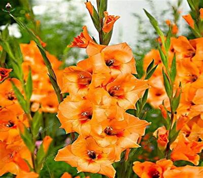 Flor de espiga Flores Trevin