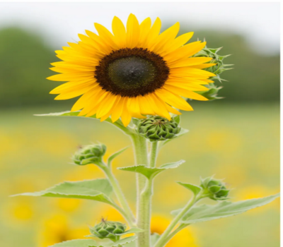 Flor Silvestre Flores Trevin