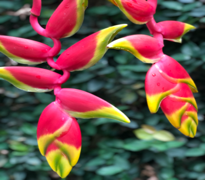 Flor Tropical en Madrid