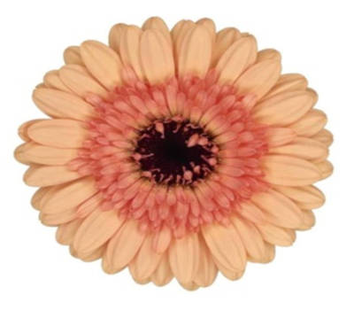Gerberas Flores Trevin