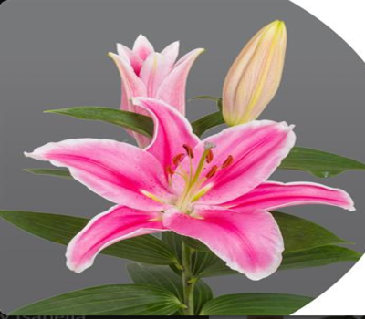 Lilium Oriental Flores Trevin