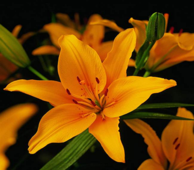 Lilium Flores Trevin