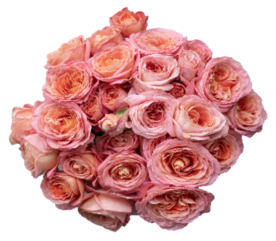 Rosas Spray Flores Trevin