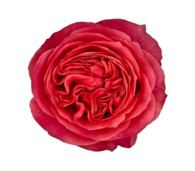 Rosas jardin Flores Trevin