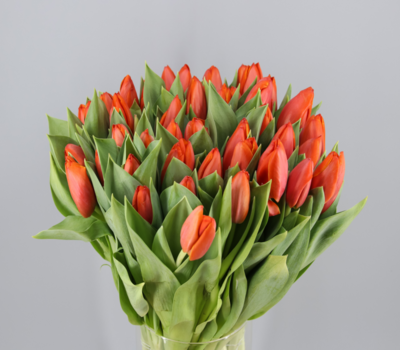 Tulipanes Flores Trevin
