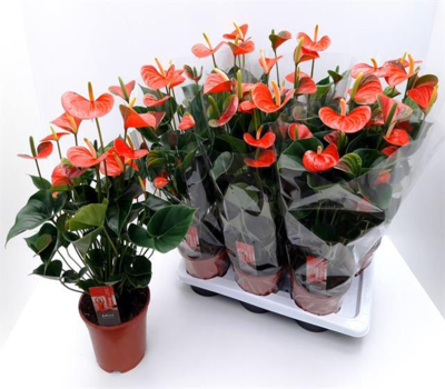 Planta Anthurium de San Antonio