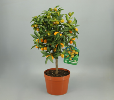 Plantas aromáticas Velilla de San Antonio