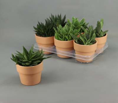 Castus Velilla de San Antonio