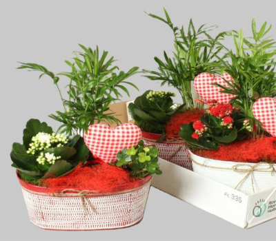 Cesta de Plantas Flores Trevin