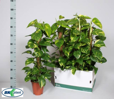 Planta de hoja Flores Trevin