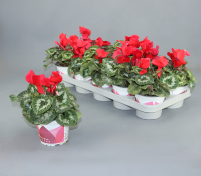 Plantas en Madrid