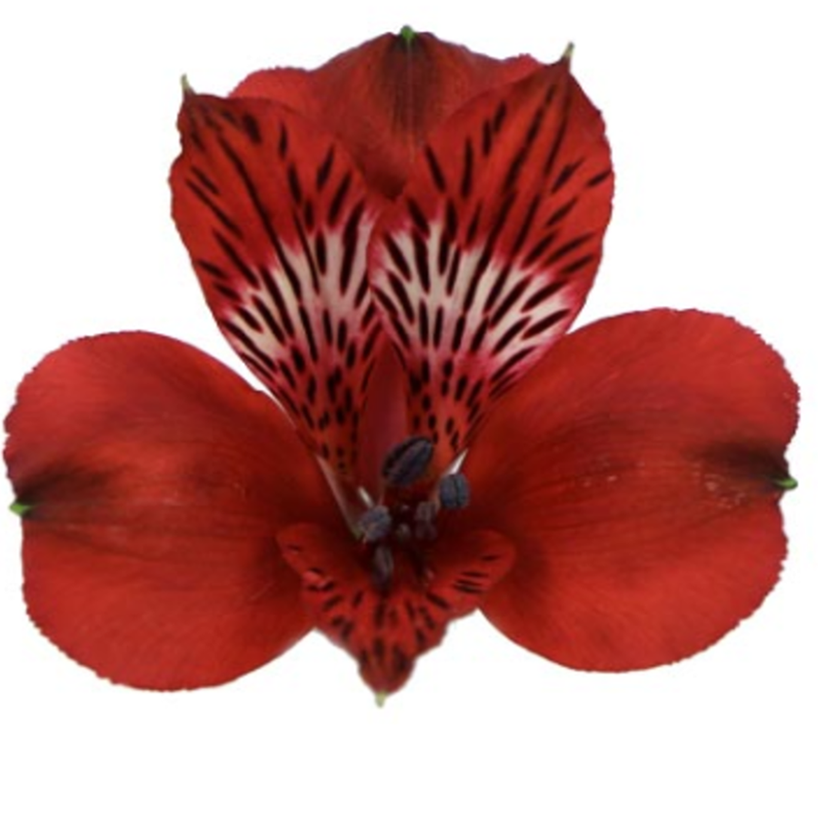 ALSTROEMELIA en Velilla de San Antonio