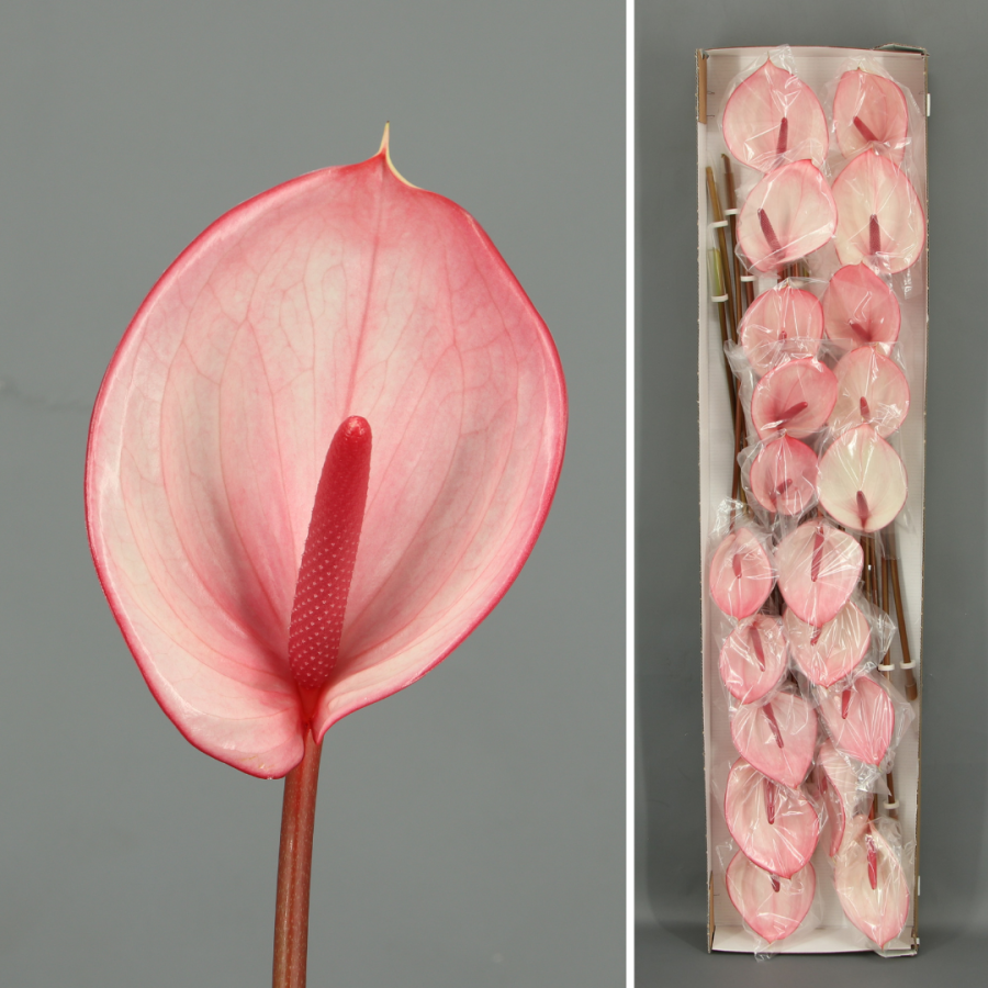 Anthurium Velilla de San Antonio