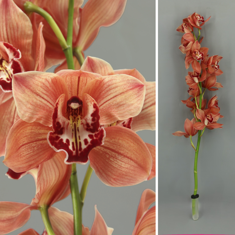 CYMBIDIUM Velilla de San Antonio