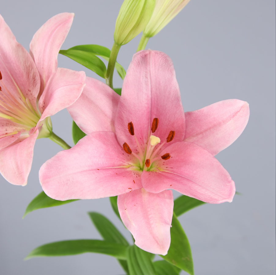 Lilium Velilla de San Antonio