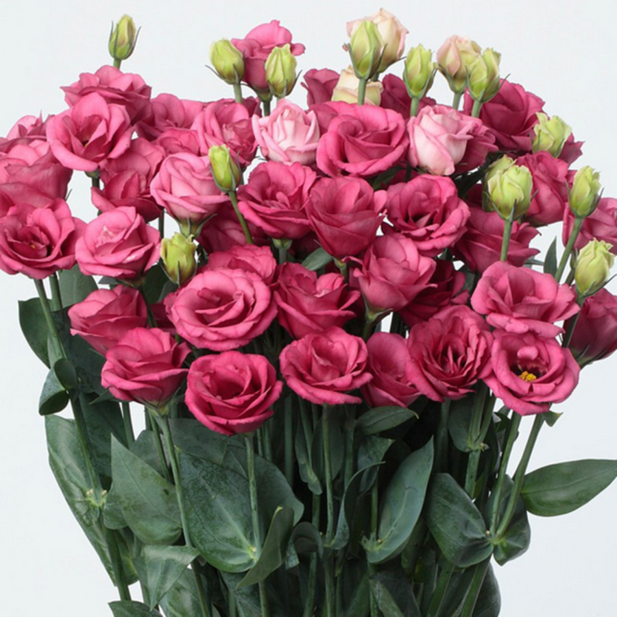 Lisianthus Velilla de San Antonio