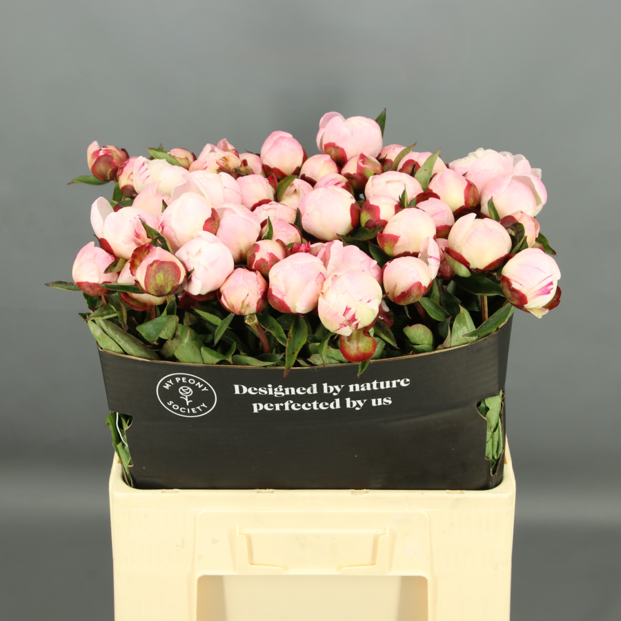 Peonias Velilla de San Antonio