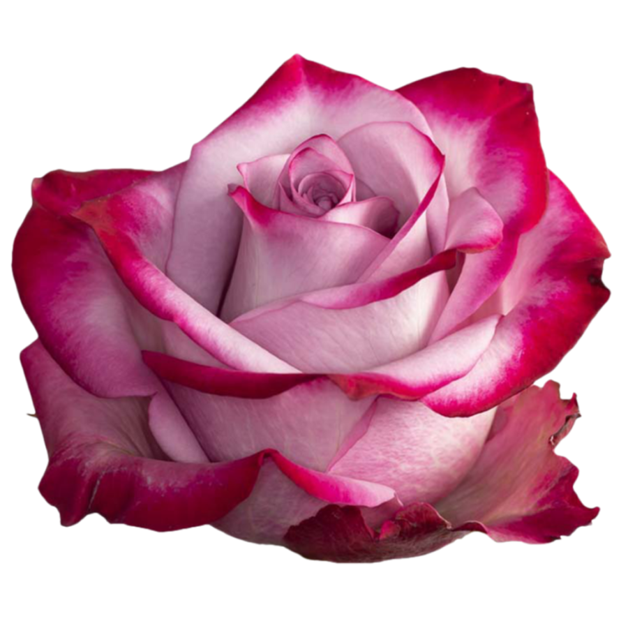 Rosas Velilla de San Antonio